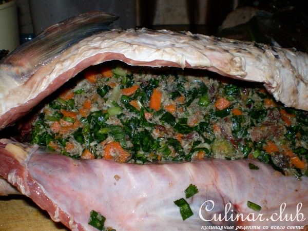 сазан с секретным брюшком