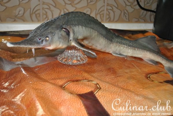 Деликатесный осетр, фаршированный к празднику или Very Important Fish