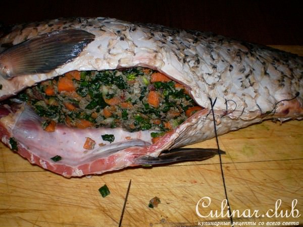 сазан с секретным брюшком