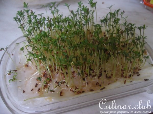 Сельдерейно-яблочный суп-пюре с беконом и кресс-салатом